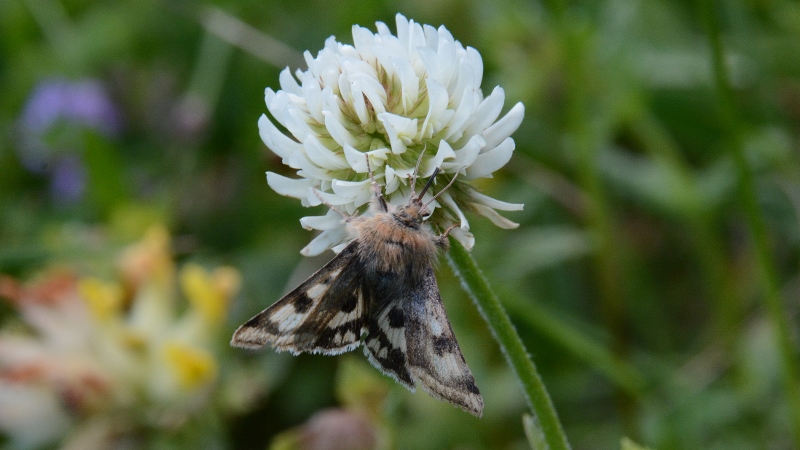 Heliothis ononis? S !